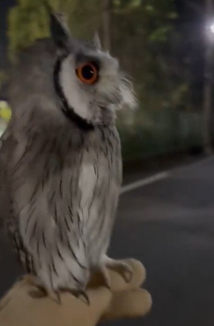 出所：@purinon2929k