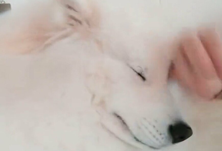 出所：@samoedsoran