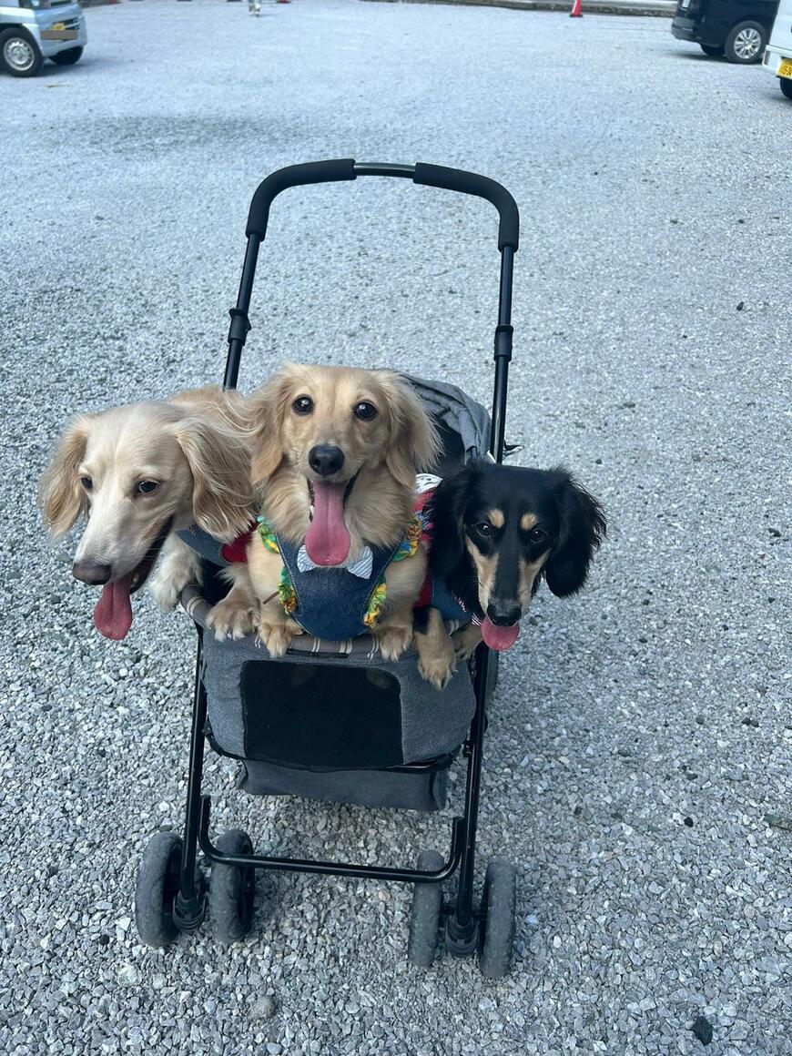 出所：@wanwanmaturi