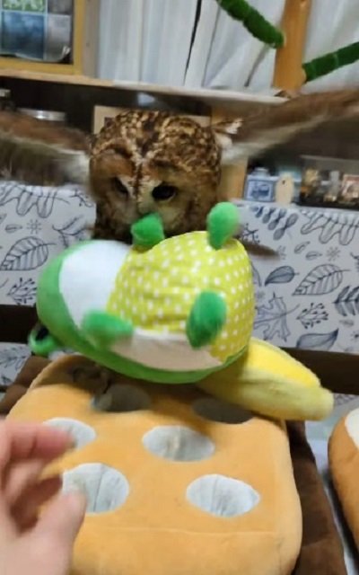 出所:@mori_luna_tawny_owl