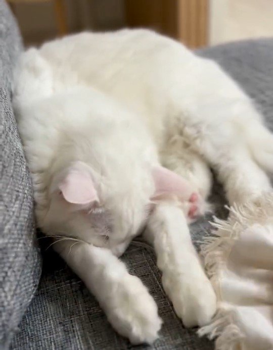 出所：@meltube_cat