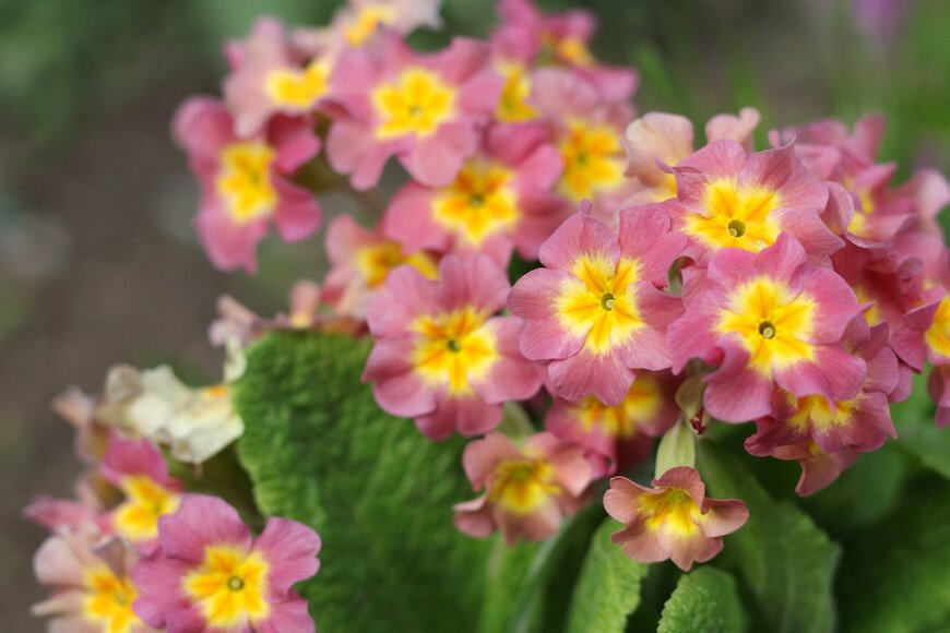 Mariia Romanyk/shutterstock.com