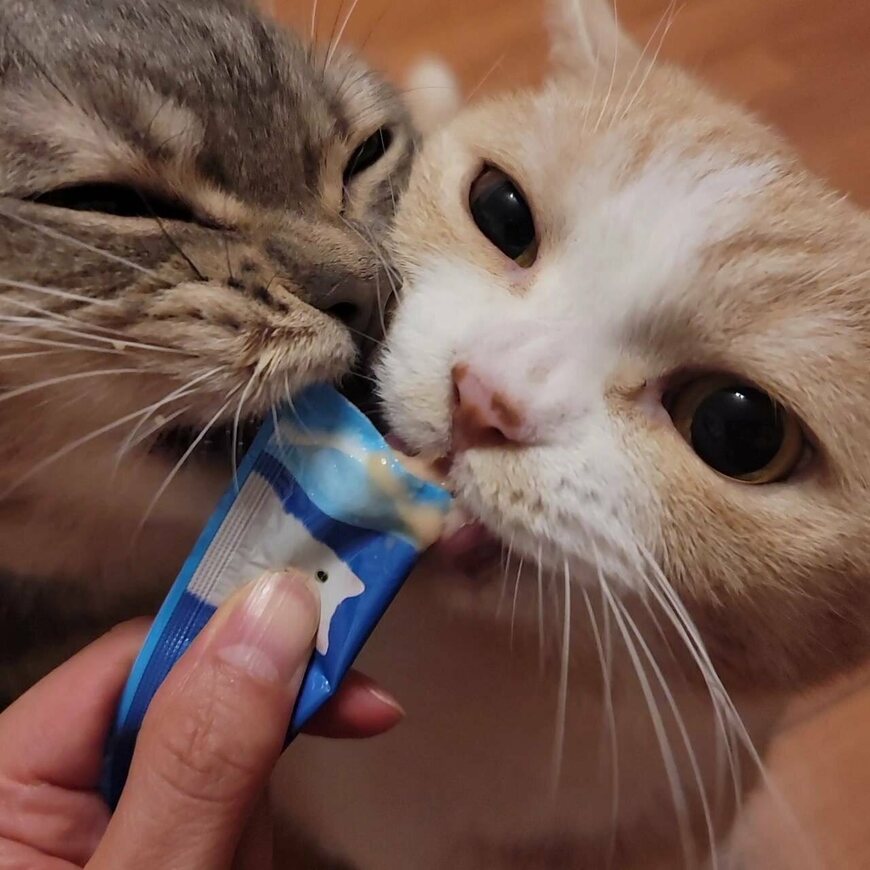 出所：@nekotansoku