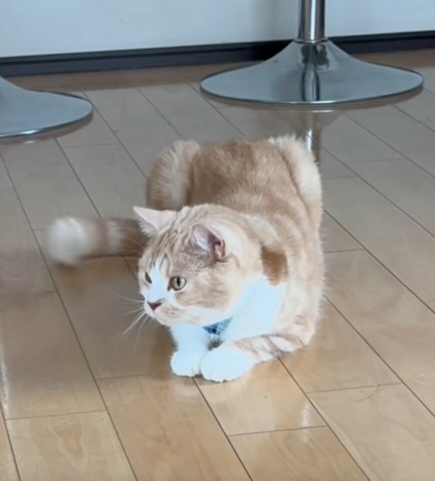 猫にドッキリを仕掛けてみると→まさかの反応に思わずニッコリ「驚いた姿が可愛すぎる」