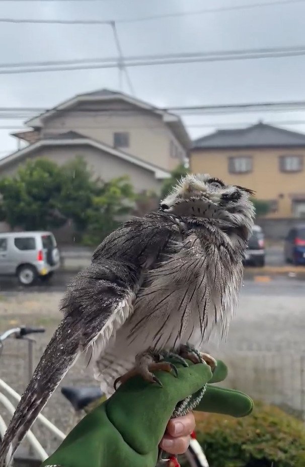 出所：@purinon2929k