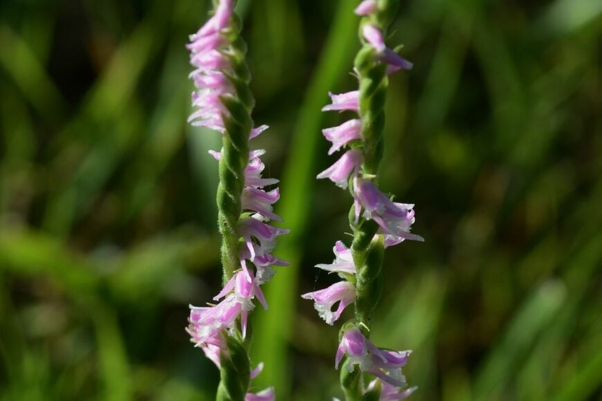 外に咲いていた「ネジにそっくりな花」が美しい　独特な咲き方に「子どものころよく見た気がする」