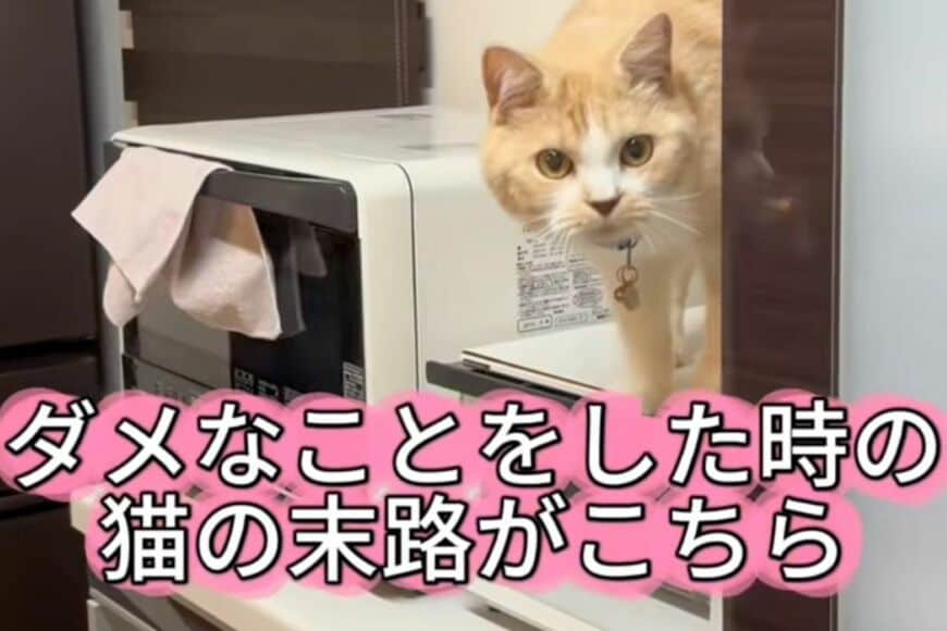 「ダメなこと」をした猫の末路に注目　「まさかの天罰」に思わず笑ってしまう