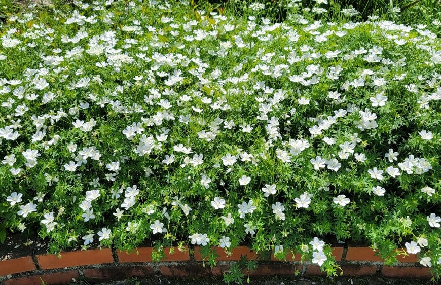 2株でわが家の花壇いっぱいに！ 植えてよかった多年草「フウロソウ（ゲラニウム）」はグランドカバーにもおすすめです！