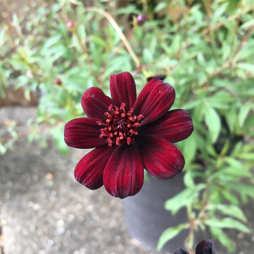 いまが植えどき！初夏から秋まで長く咲く〈いい香りの花〉3選。「爽やかなミント」に「チョコレー」や「バニラ」香る花たちです！