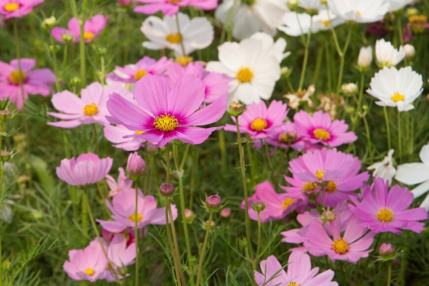 Kwanbenz/shutterstock.com