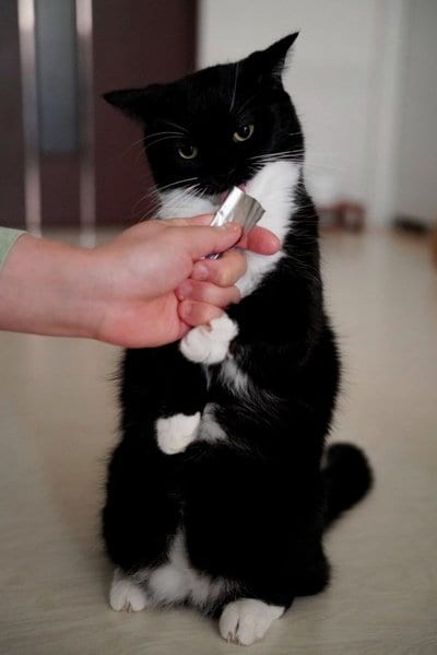 【おやつ→覚醒？！】おやつを食べた猫ちゃん、食べた後の反応が「最強」だと話題に