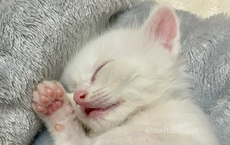 出所：@meltube_cat