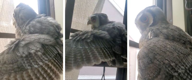 出所：@khmFvyd8Z1Xt4rB