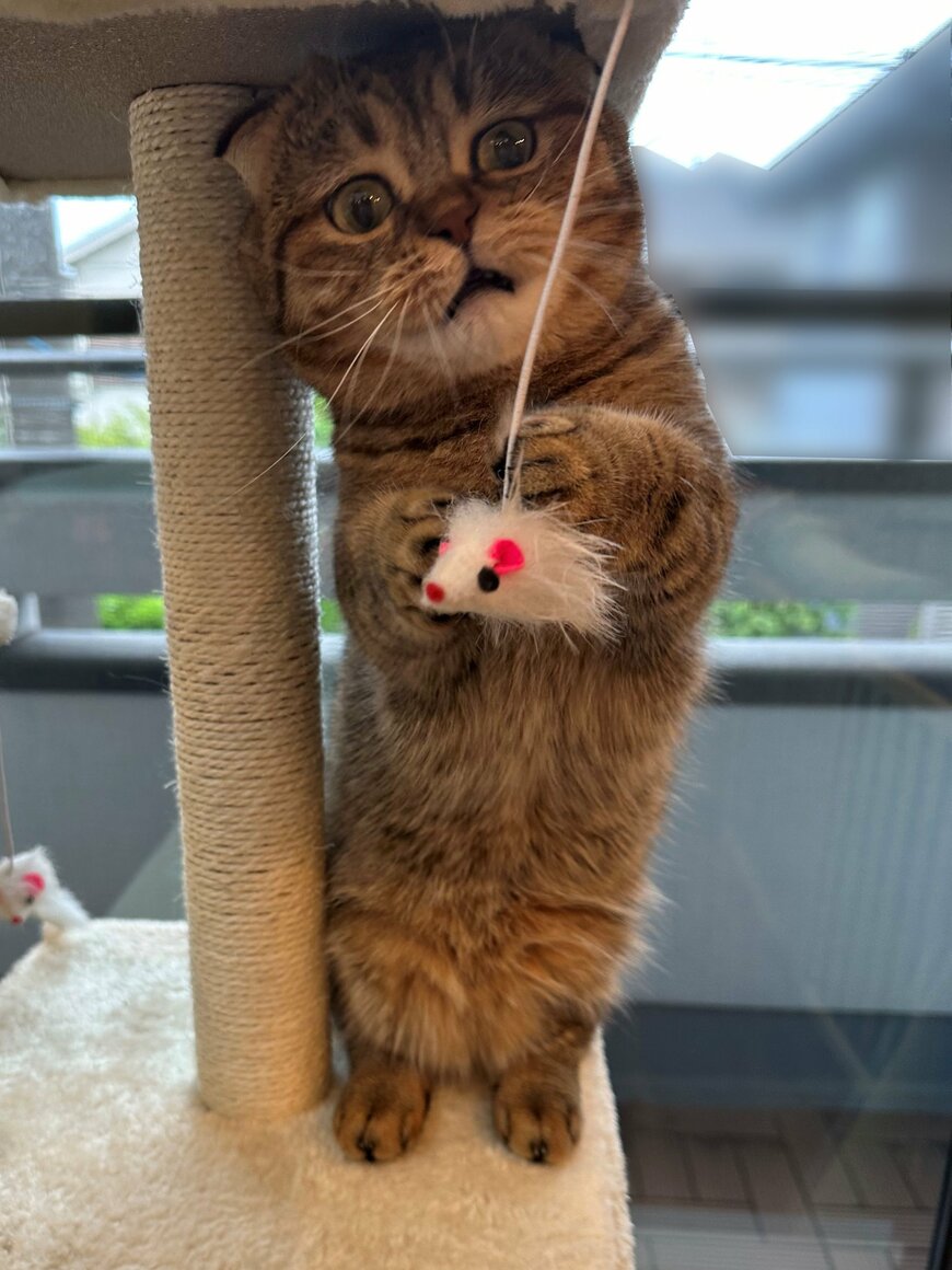 出所：@ponpokopontanu