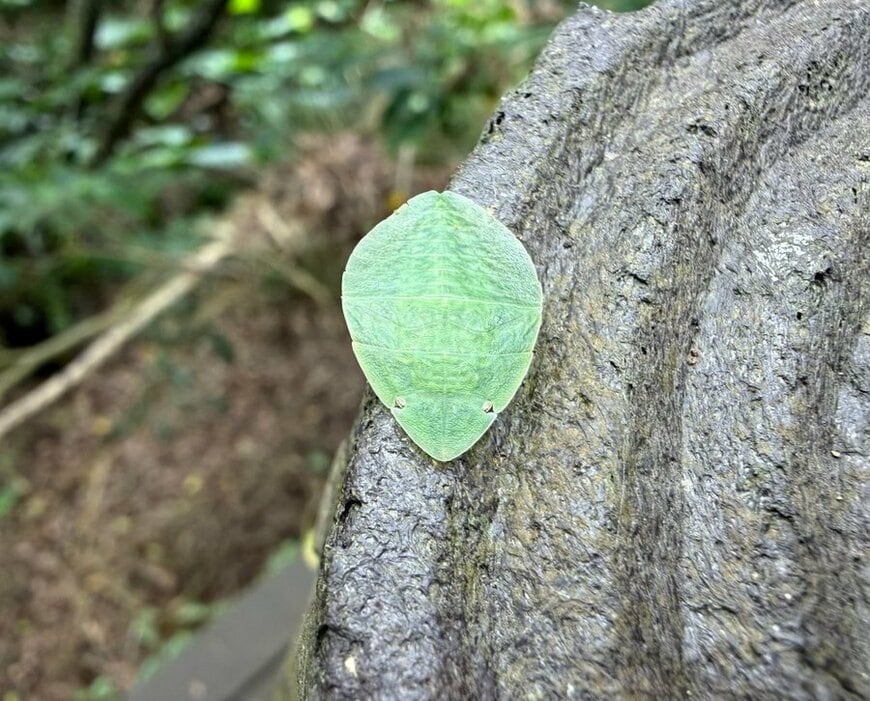 木の上で見つけた「葉っぱ」をひっくり返したら…判明した正体に「びっくり」「かわいい」の声