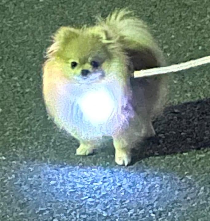 出所：@nagomi_kedama