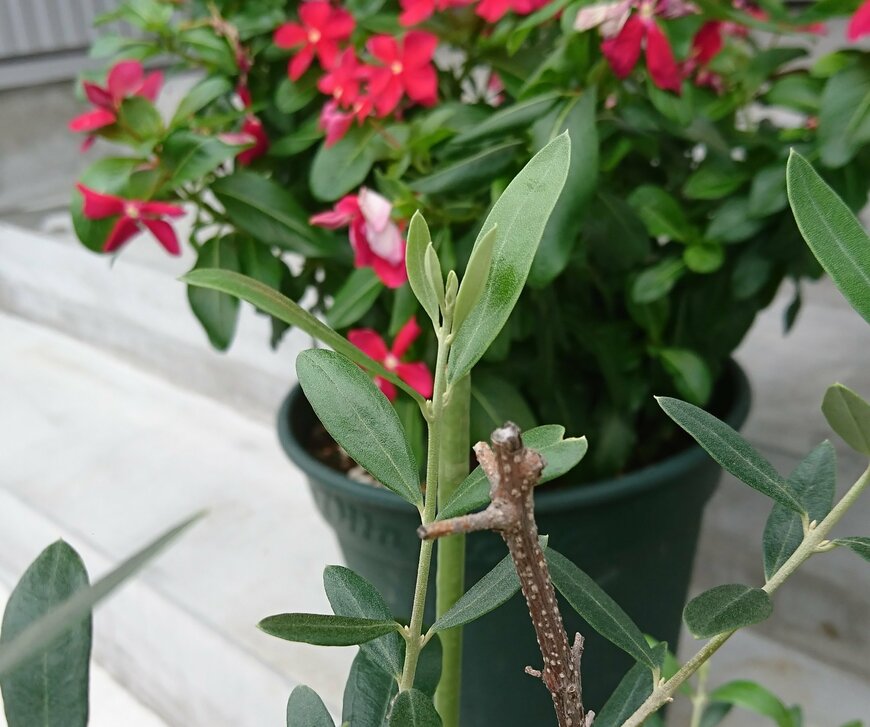 オリーブの新芽、虫害で葉がほとんどなくなったが復活