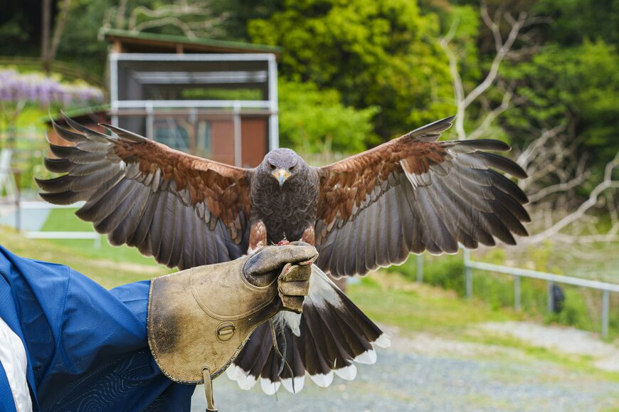 画像出所：ホークフライト体験（イニシャルPR事務局）