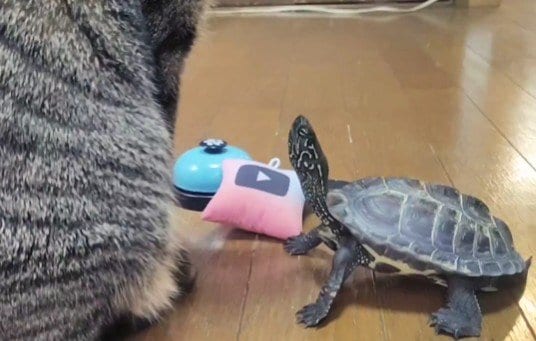 【爆笑】同居猫への愛が深すぎるカメの不思議な行動に思わず二度見「もはや仙人クラス」