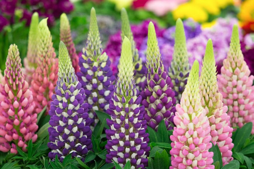 yoshi0511/shutterstock.com