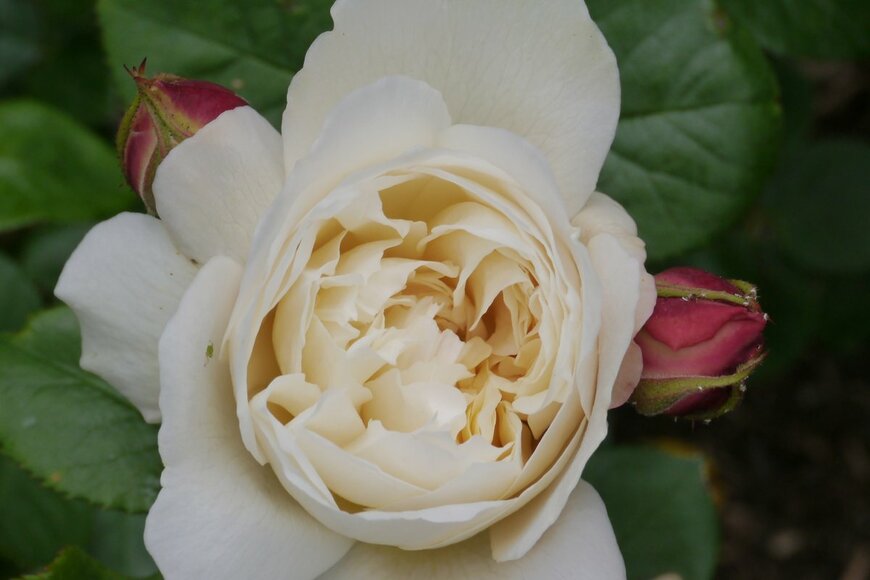 John R Martin/Shutterstock.com