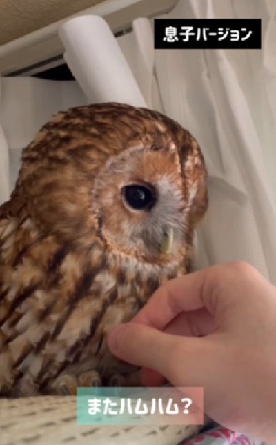 出所:@mori_luna_tawny_owl