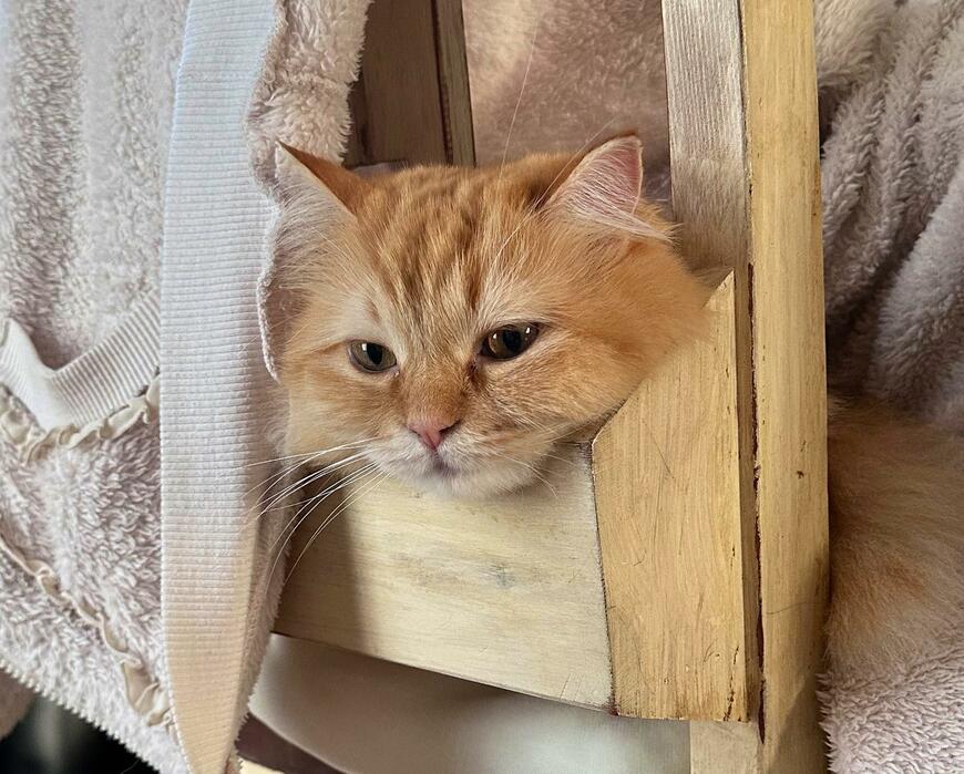 出所：@NEKOLAND13