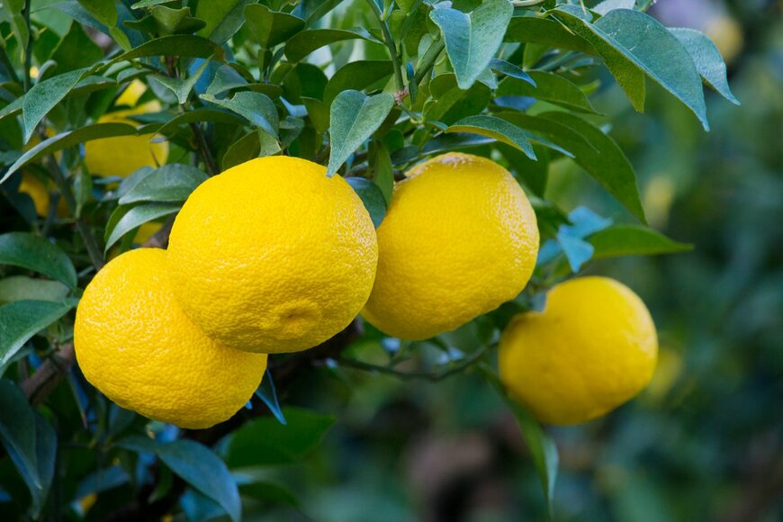 ユズ（Contrail/Shutterstock.com）