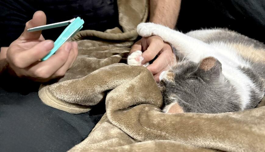 爪切り中の猫ちゃんがうとうと…　なんとそのままのポーズで寝ちゃった！　可愛い寝姿に1.9万いいね