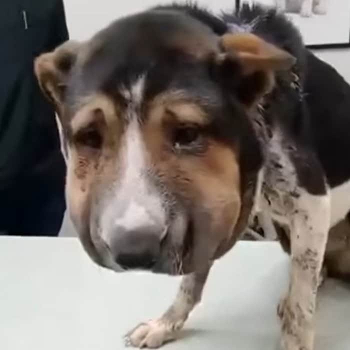 【動物レスキュー】首にロープを巻きつけられた犬を保護、ゆっくり回復していく姿に応援の声