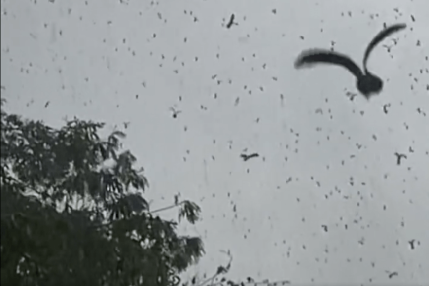 タイで撮影された二枚の翼で飛び立つ「フタバガキ」の実　一斉に飛ぶ様子が壮観すぎた…