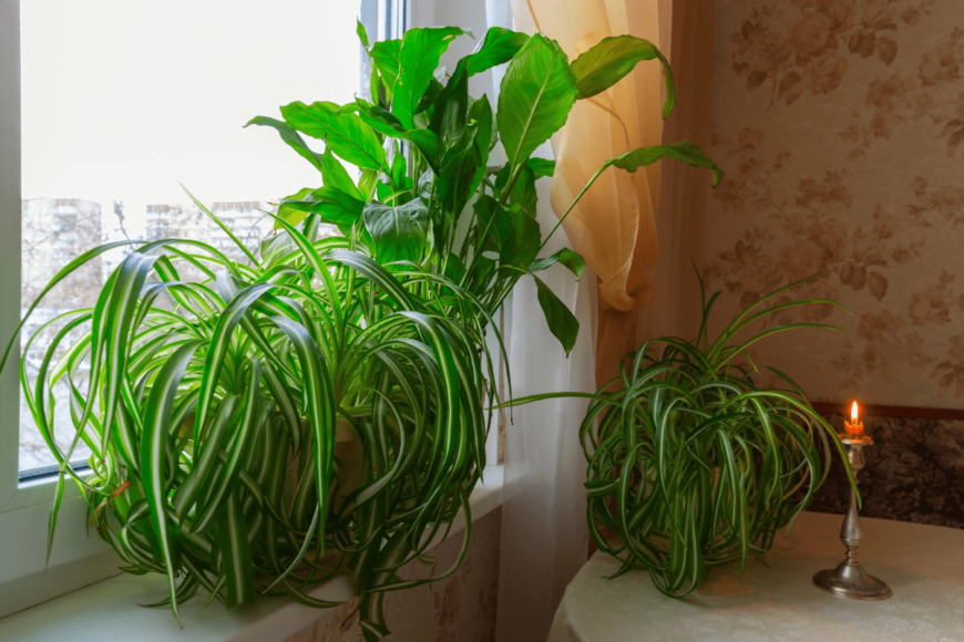 【冬のガーデニング】室内で楽しむ「観葉植物・オシャレ系」最強7選