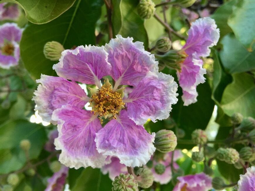 フリル(複色)のサルスベリの花