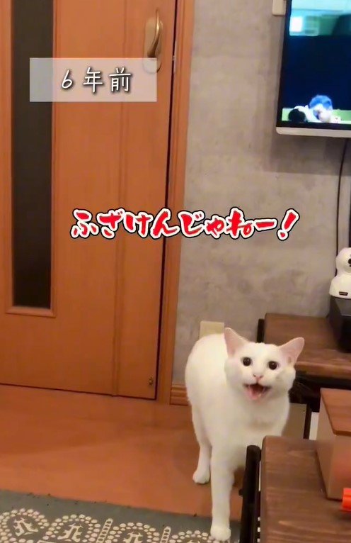 ドアノブを直してほしい猫