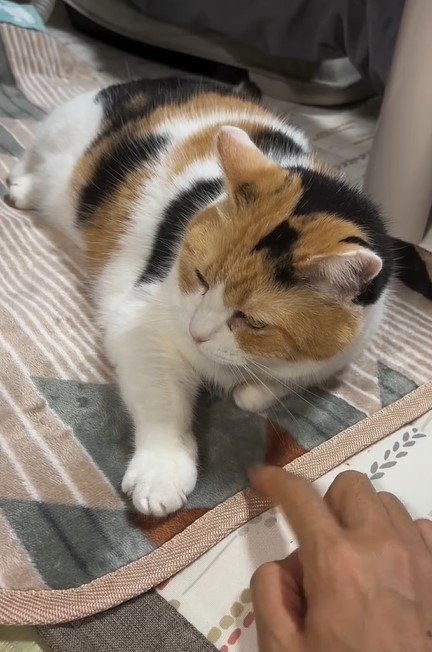 猫と飼い主の手