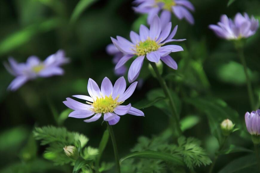 淡い紫色のミヤコワスレの花
