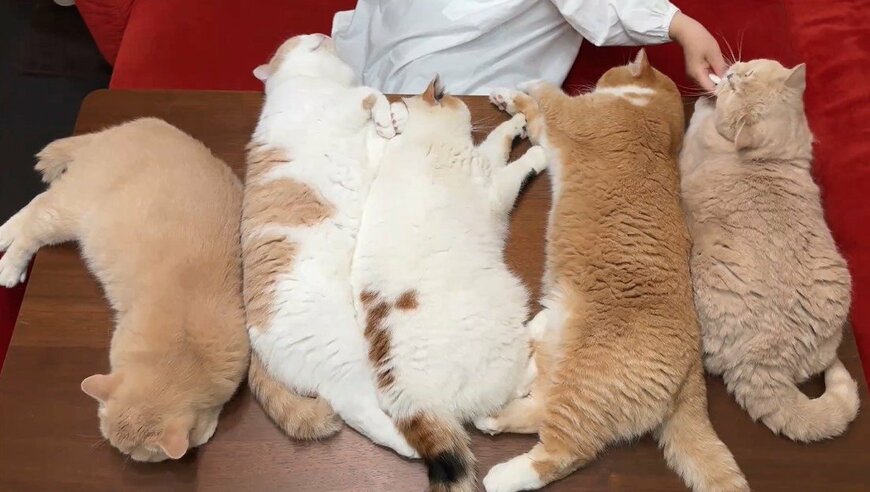 デスクを占領する猫