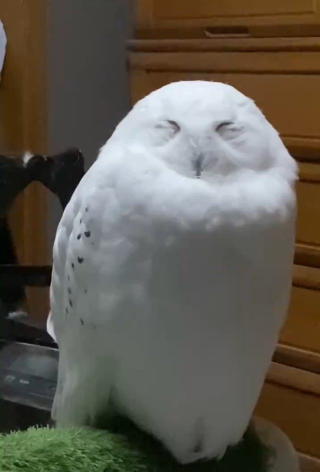 リラックスするシロフクロウ