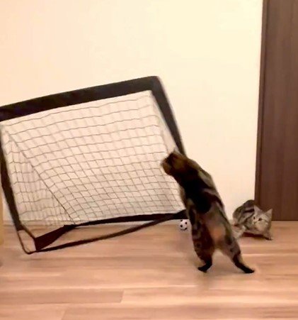 ゴールに掴みかかる猫