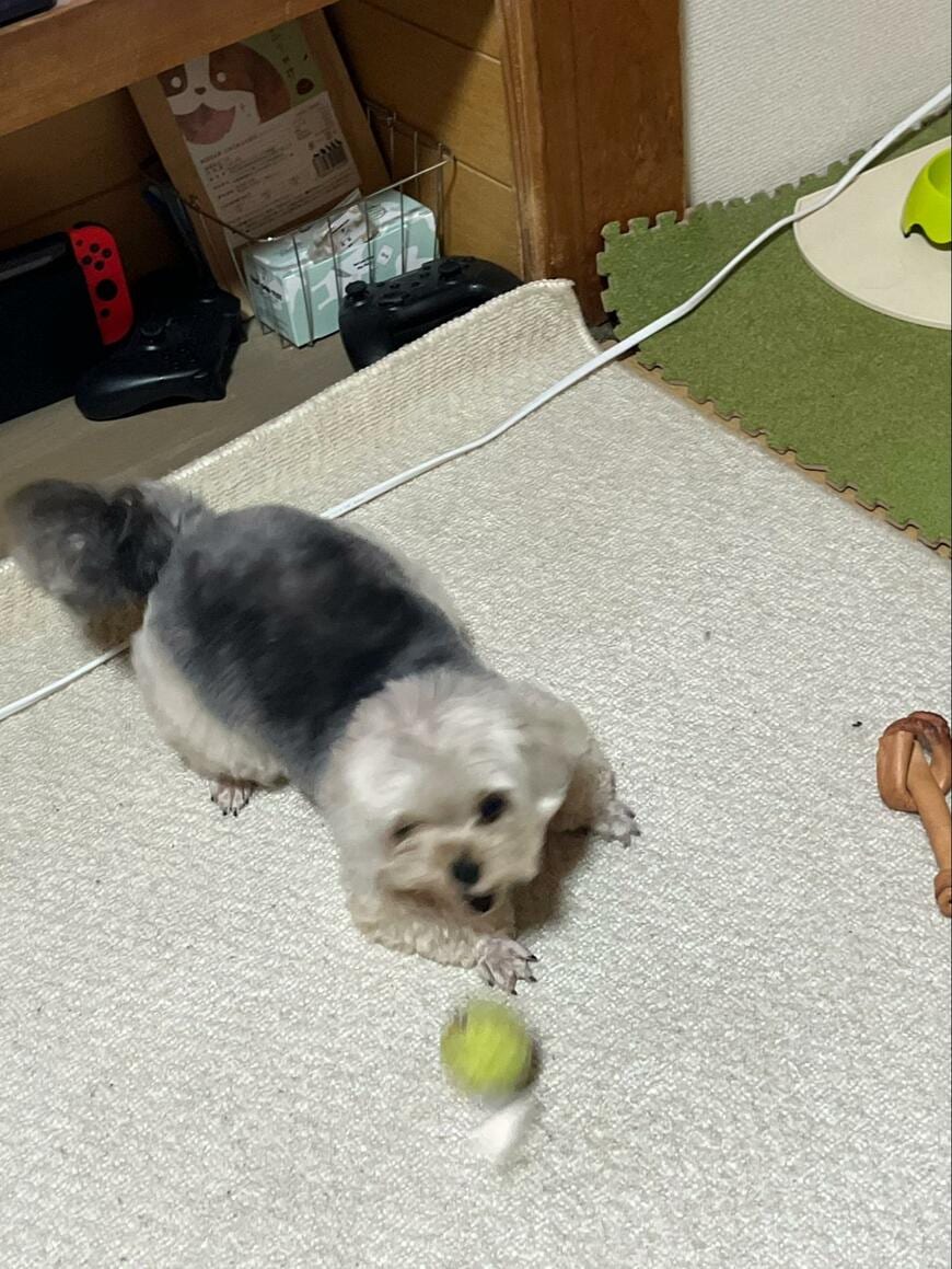 1時間半散歩した犬