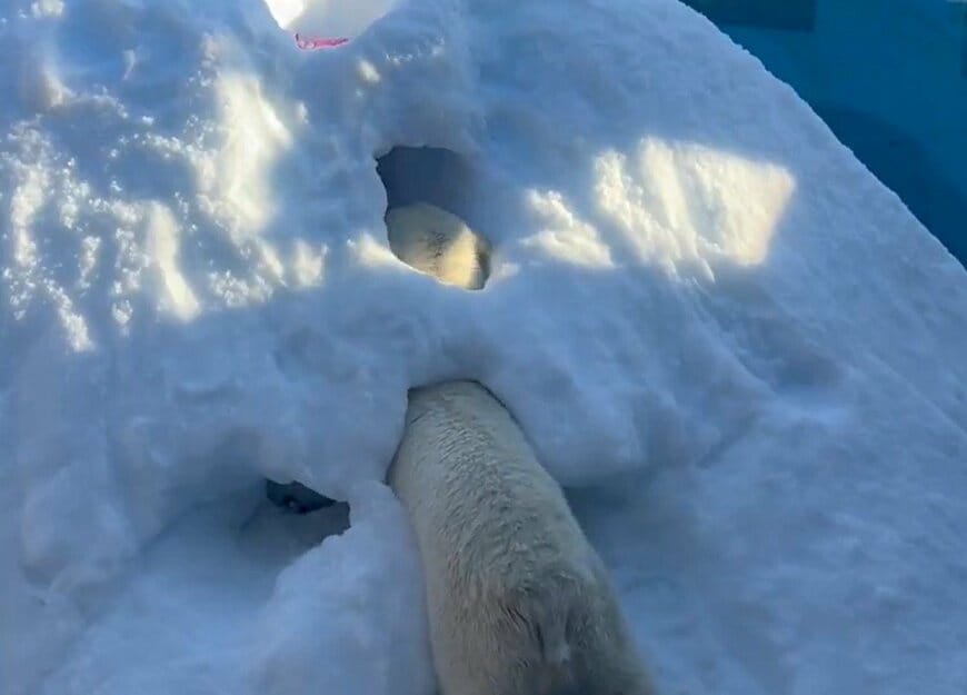 神戸市立王子動物園