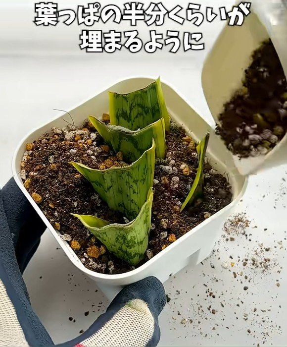 サンセベリアの葉挿し