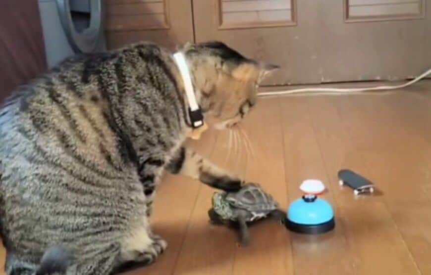 投稿動画の画像