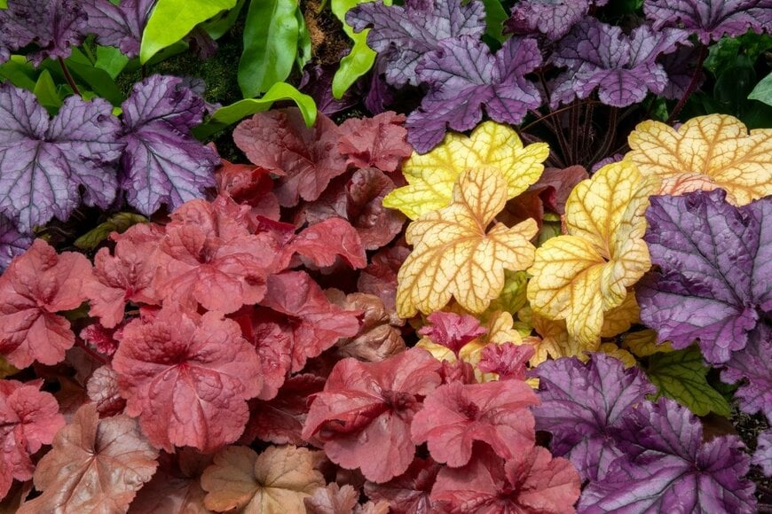 紫、赤、オレンジ、黄色の葉を広げている色とりどりのヒューケラ
