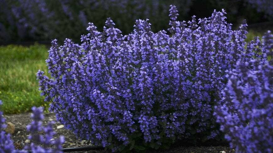 PROVEN WINNERS（プルーブンウィナーズ）　ネペタ キャッツパジャマ