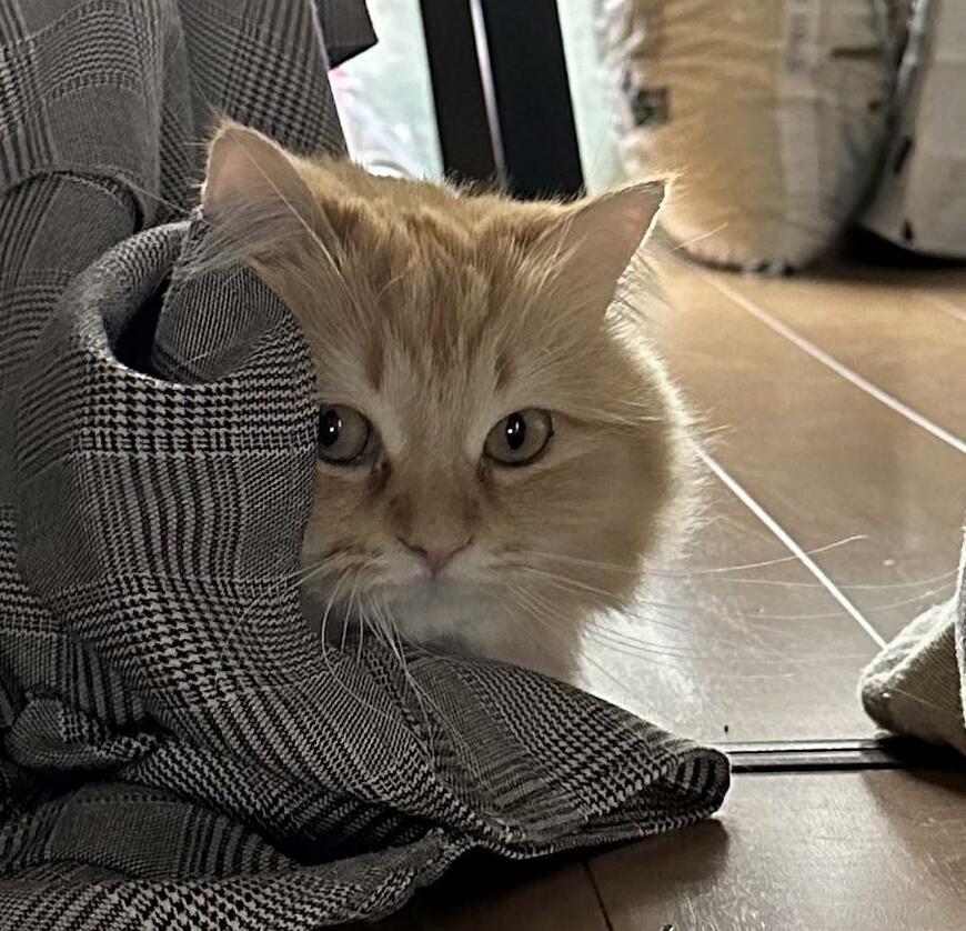 スカートの中に隠れる猫