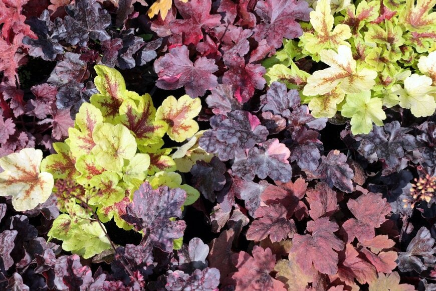 ワインレッド、ライムグリーン、銅色など、様々な葉色のヒューケラ