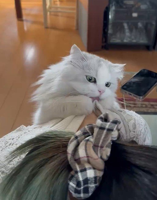 かまってほしい猫