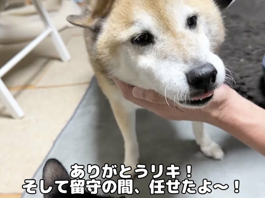 愛犬の顔