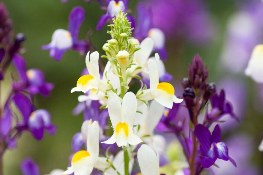 白と黄色のリナリアの花がアップで写っている。
